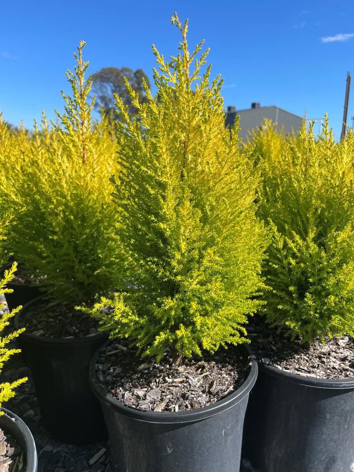 Cupressus Macrocarpa &