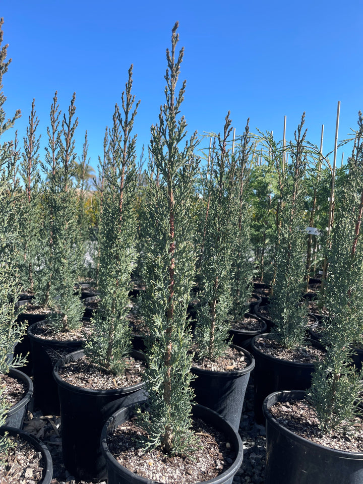 Cupressus Sempervirens 'Glauca'