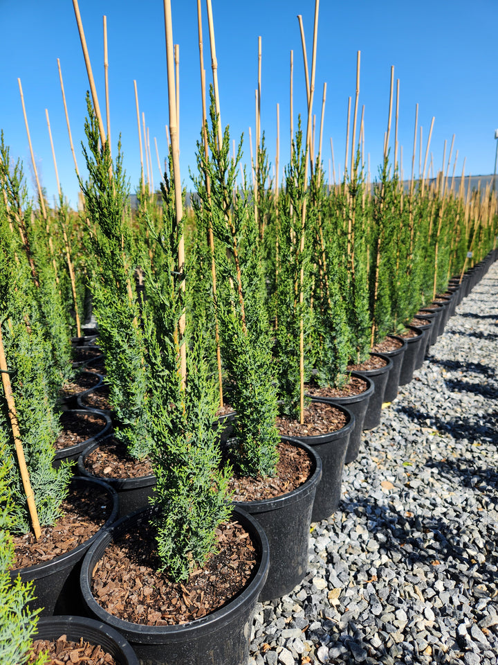 Cupressus Sempervirens &