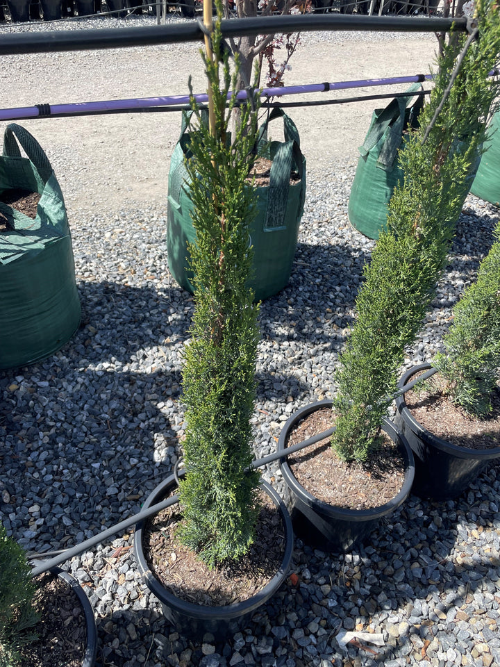 Cupressus Sempervirens 'Glauca'