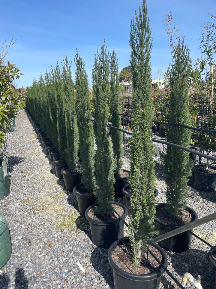 Cupressus Sempervirens 'Glauca'