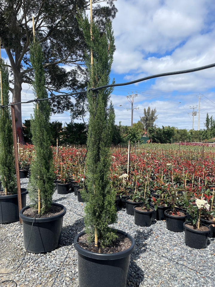 Cupressus Sempervirens 'Glauca'