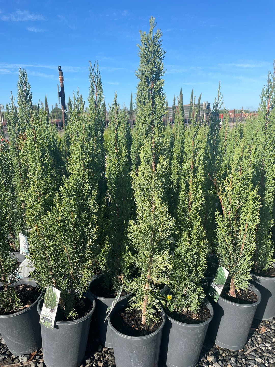 Cupressus Sempervirens &