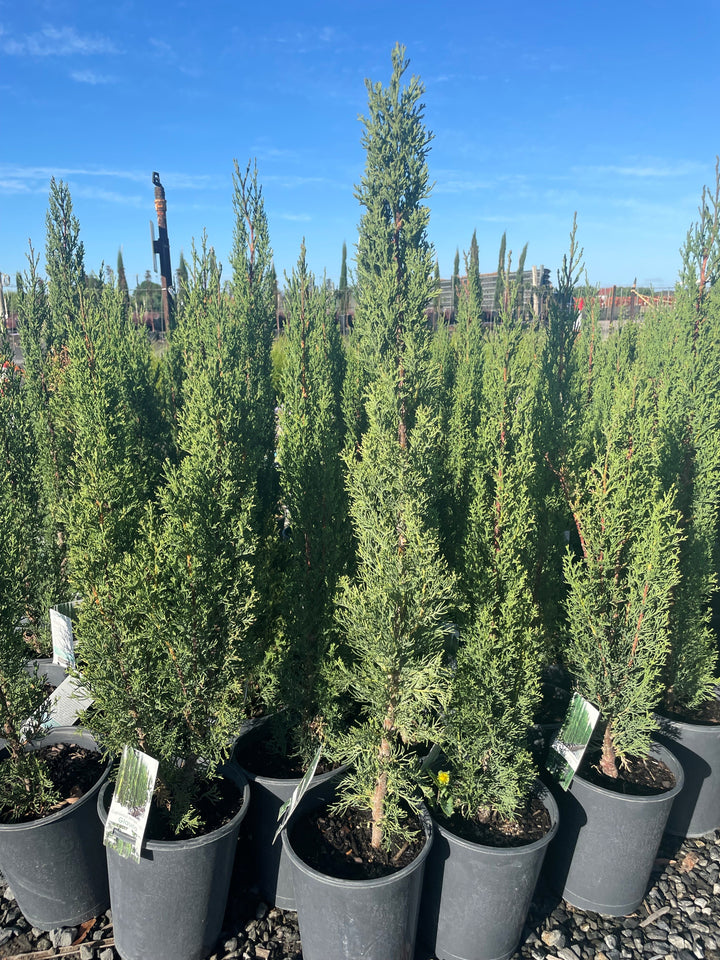 Cupressus Sempervirens &