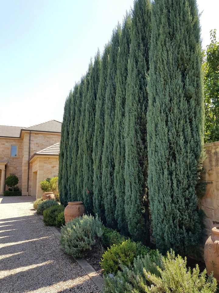 Cupressus Sempervirens &