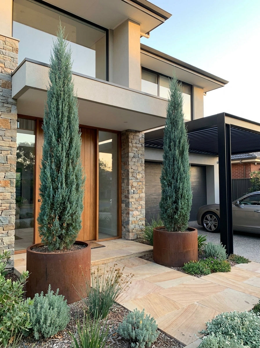 Cupressus Sempervirens 'Glauca' 200mm Pot for sale Adelaide Plant Co