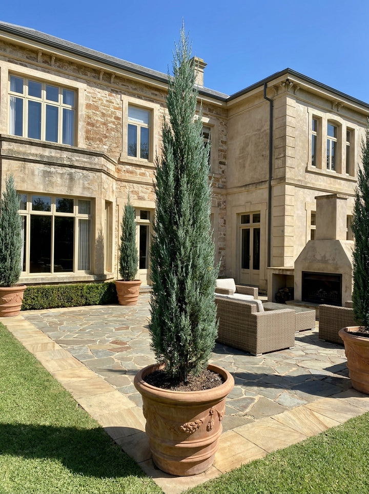 Cupressus Sempervirens &