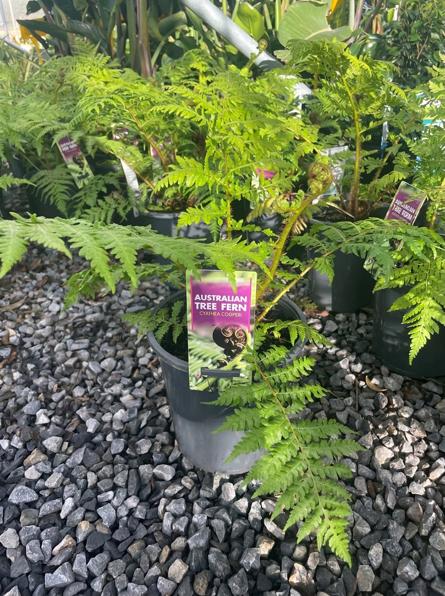 Cyathea Cooperi 170mm Pot for sale Adelaide Plant Co