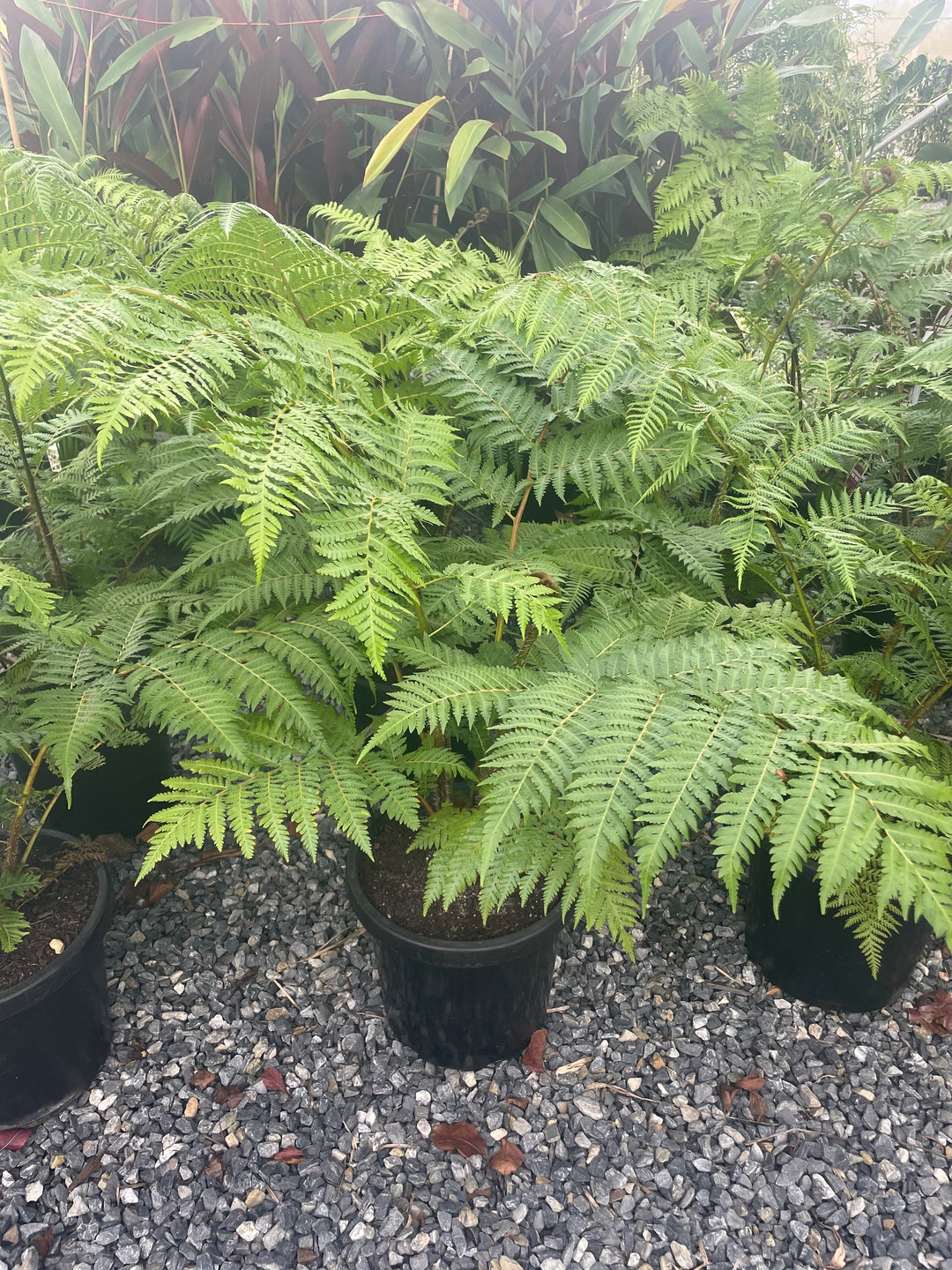 Cyathea Cooperi 300mm Pot for sale Adelaide Plant Co