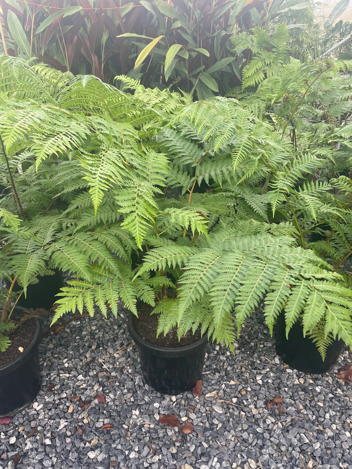 Cyathea Cooperi 300mm Pot for sale Adelaide Plant Co