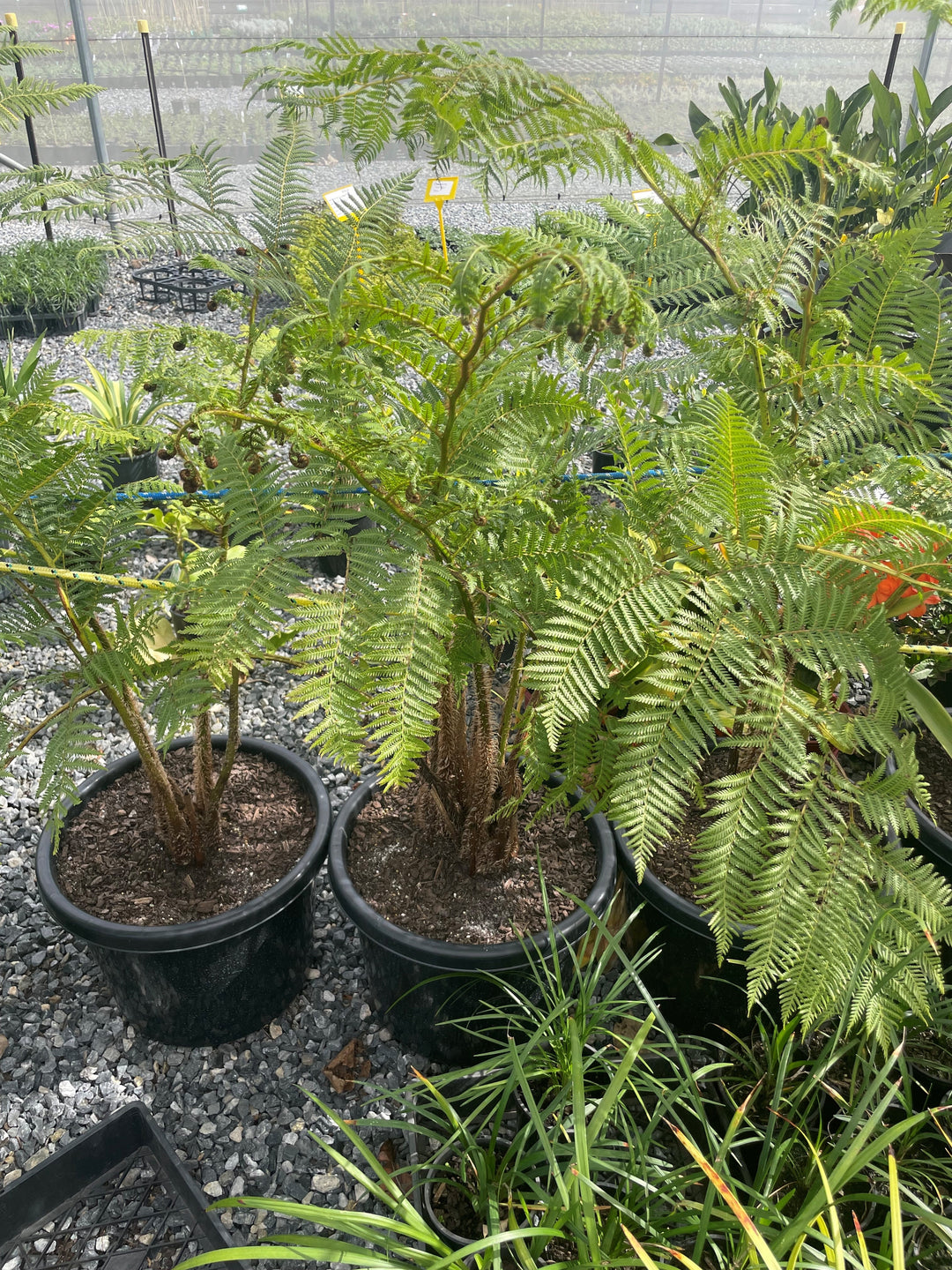 Cyathea Cooperi 400mm Pot for sale Adelaide Plant Co