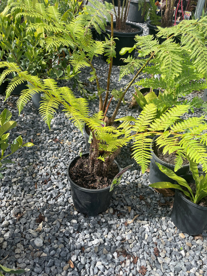 Cyathea Cooperi 5L Pot for sale Adelaide Plant Co