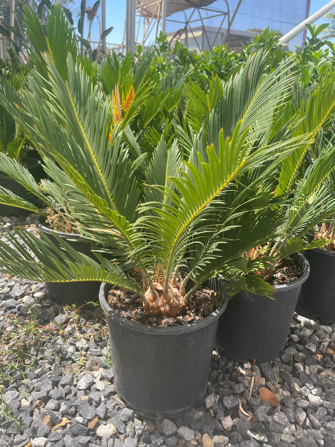 Cycas Revoluta 200mm Pot for sale Adelaide Plant Co