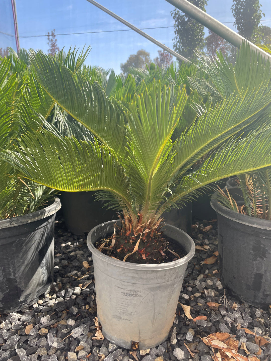 Cycas Revoluta 250mm Pot for sale Adelaide Plant Co