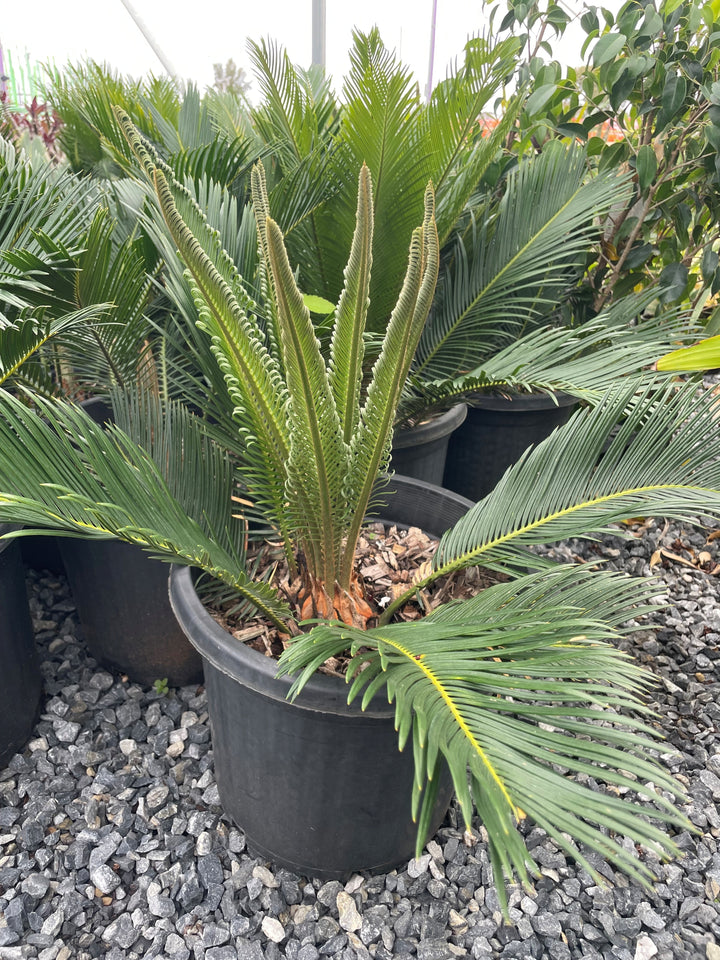 Cycas Revoluta 300mm Pot for sale Adelaide Plant Co