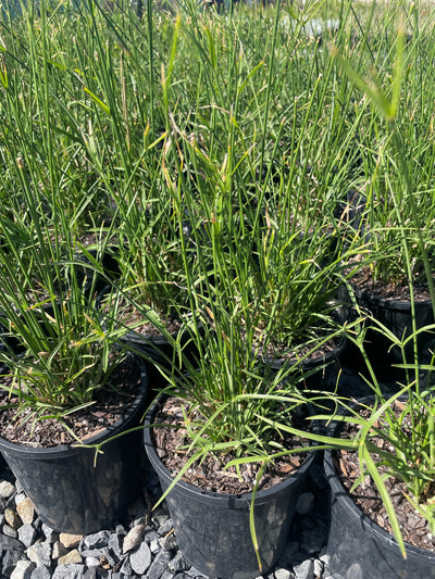 Cyperus Vaginatus 140mm Pot for sale Adelaide Plant Co