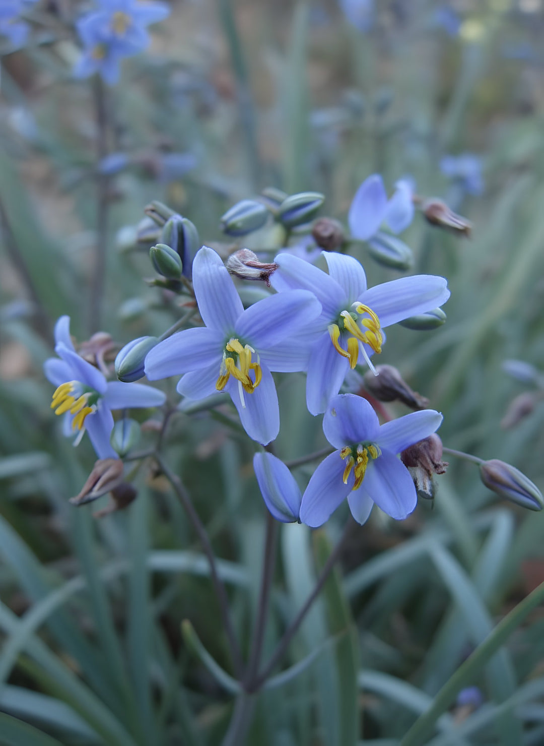 Dianella Caerulea 'Cassa Blue' 140mm Pot for sale Adelaide Plant Co