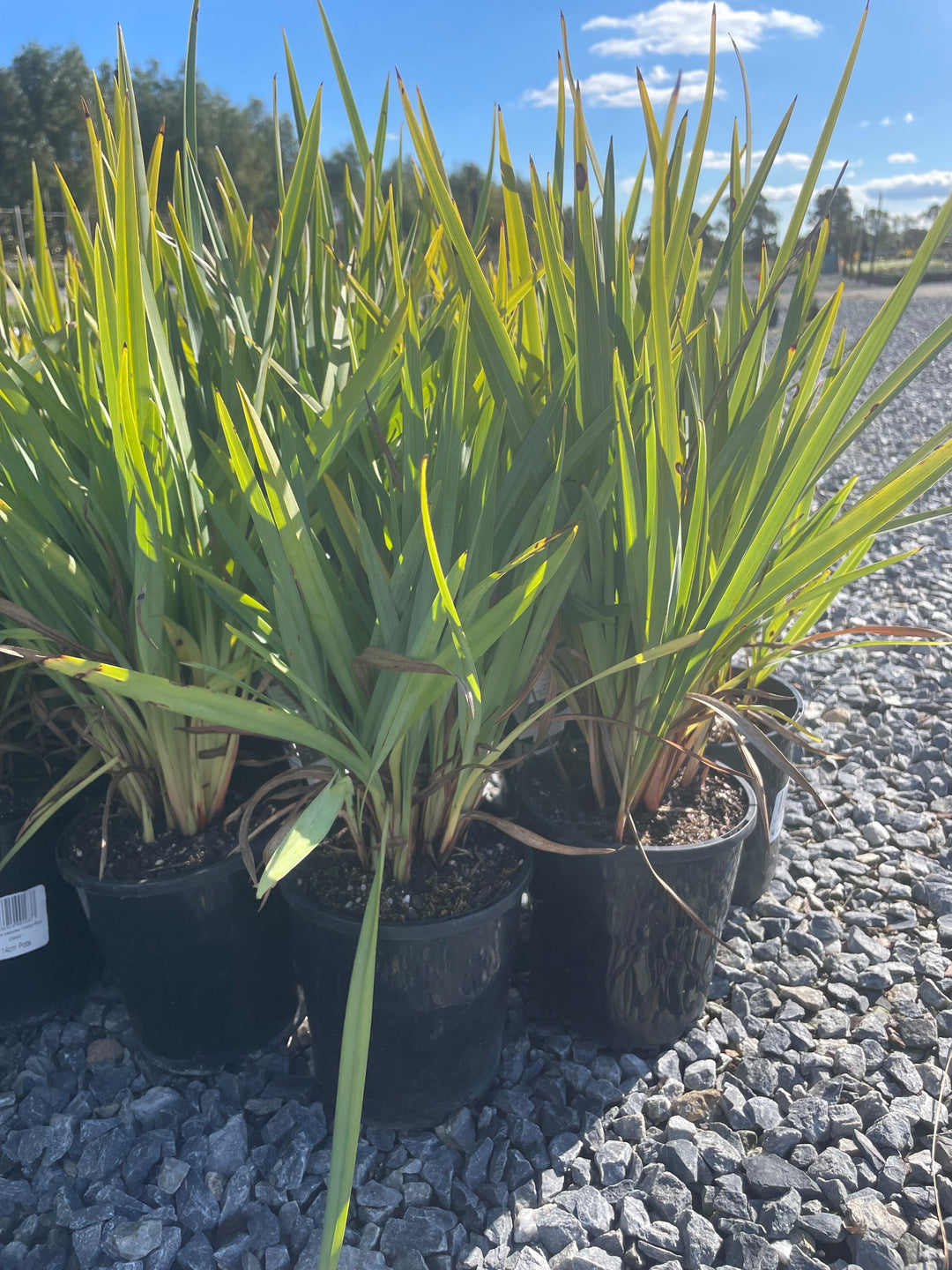 Dianella Caerulea 'Cassa Blue'