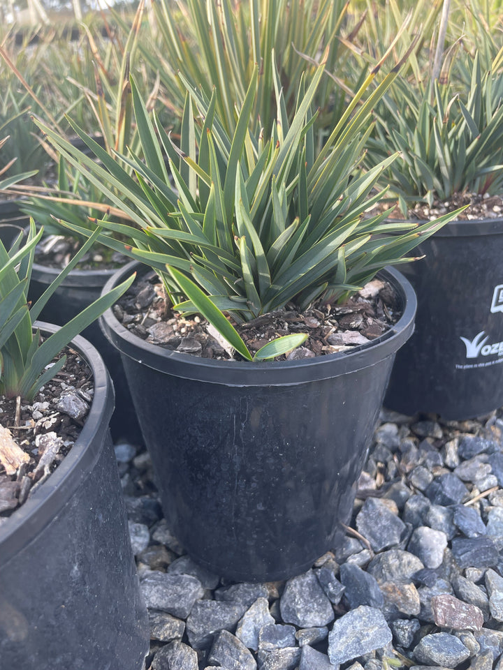 Dianella Revoluta 'Little Rev'