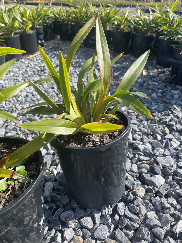 Dianella Tasmanica &