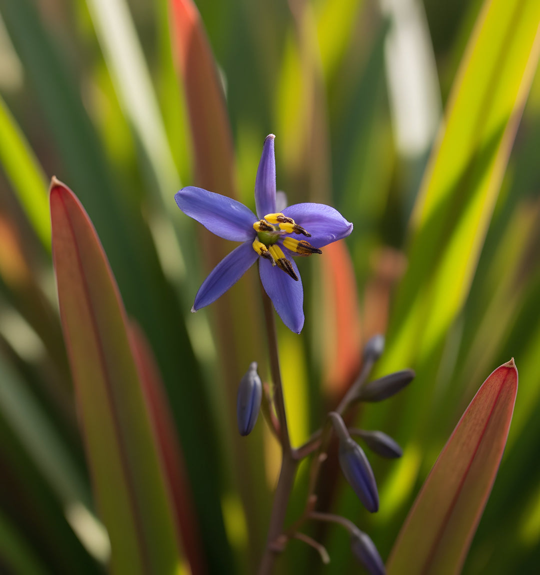 Dianella Tasmanica 'Tasred' 140mm Pot for sale Adelaide Plant Co