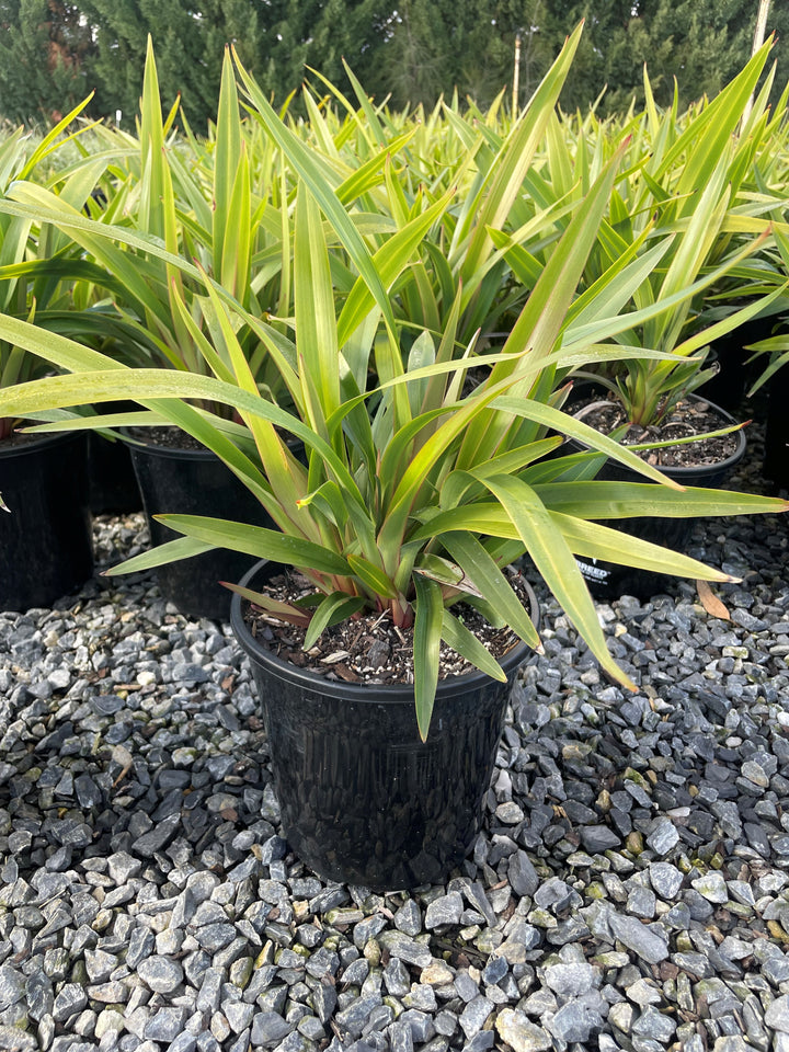 Dianella Tasmanica 'Tasred'