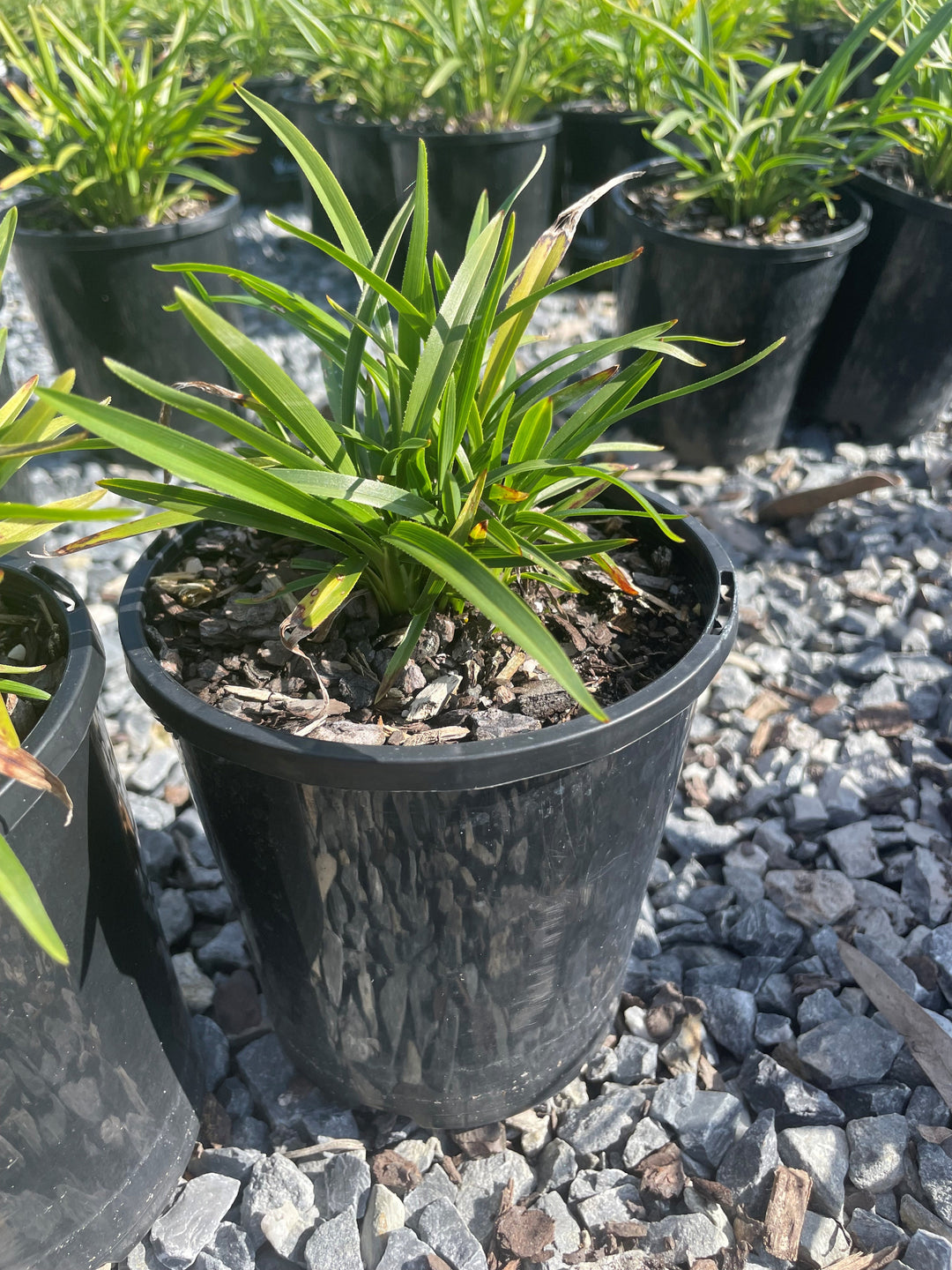 Dianella Caerulea 'Breeze'