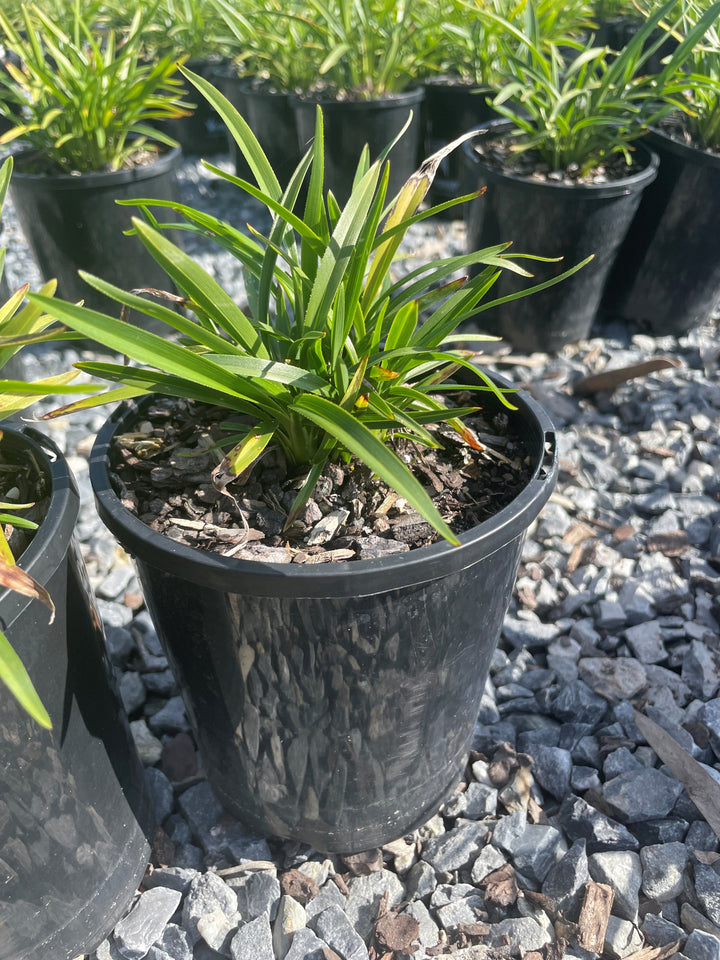 Dianella Caerulea 'Breeze'