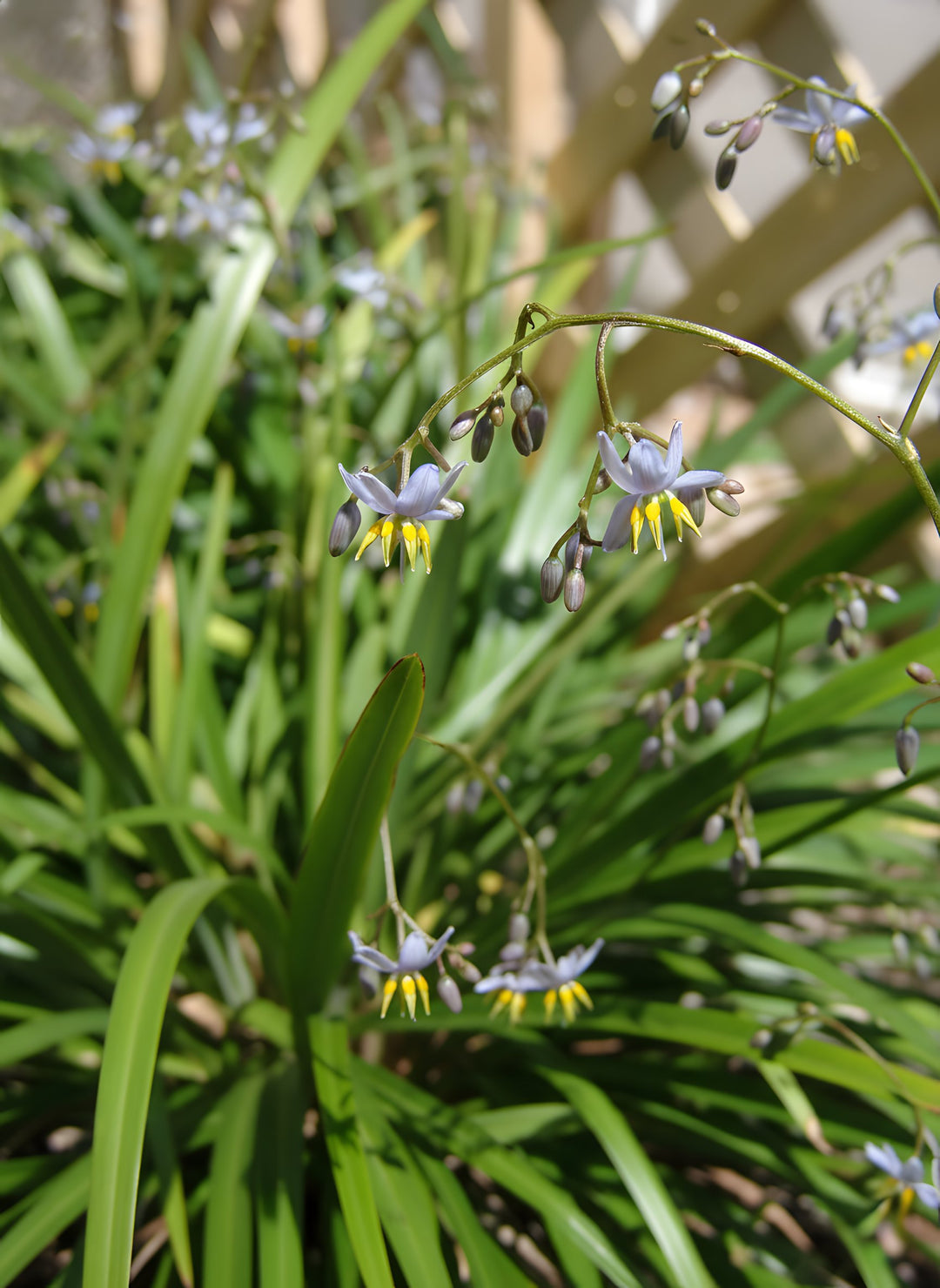 Dianella Caerulea 'Breeze' 140mm Pot for sale Adelaide Plant Co
