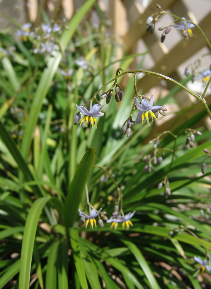 Dianella Caerulea 'Breeze'