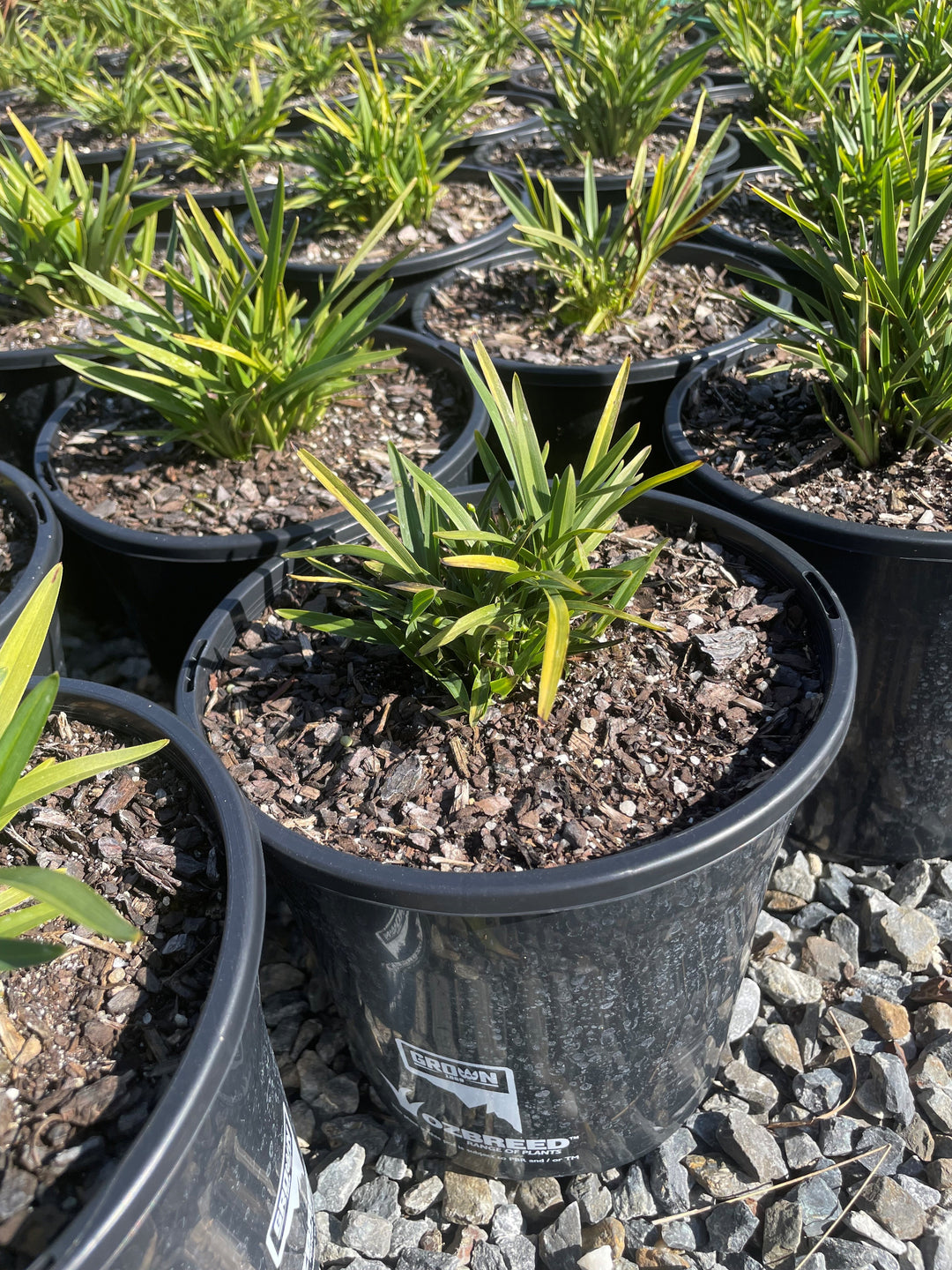 Dianella Caerulea 'Breeze'