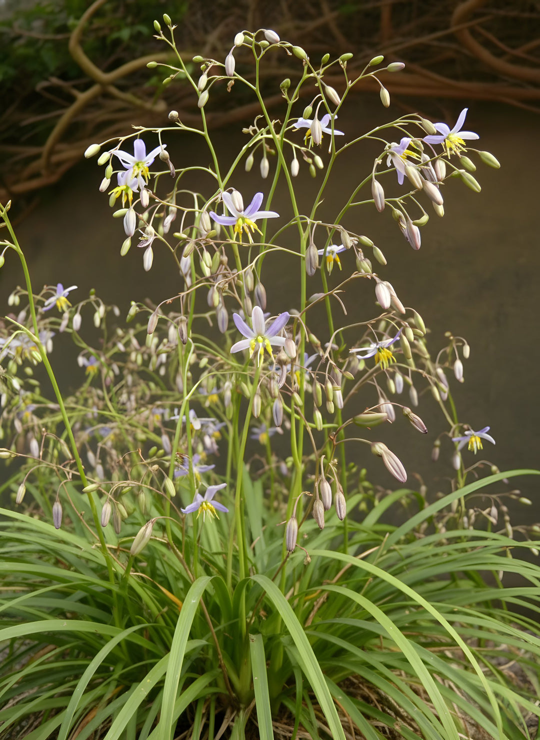 Dianella Caerulea 'Goddess' 140mm Pot for sale Adelaide Plant Co