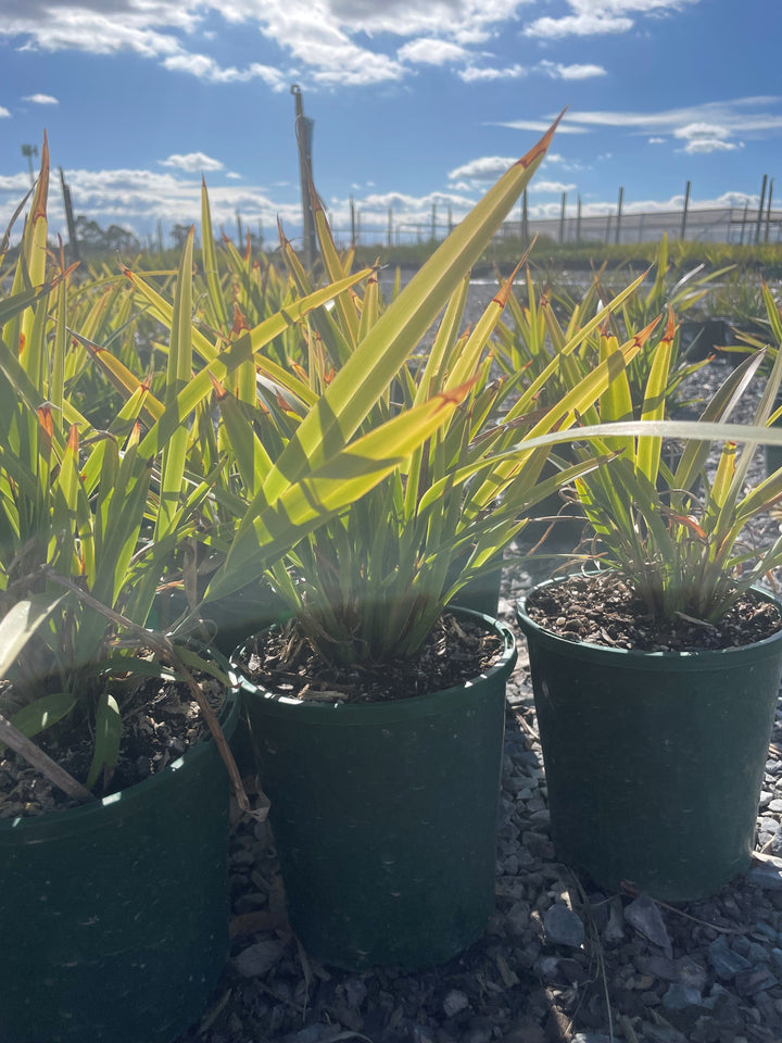 Dianella Caerulea 'Goddess'