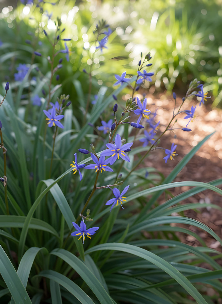 Dianella revoluta 140mm Pot for sale Adelaide Plant Co