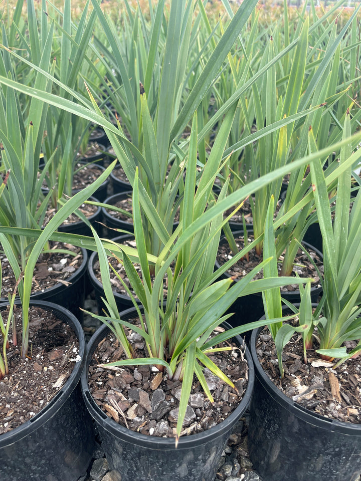 Dianella revoluta for sale Adelaide Plant Co