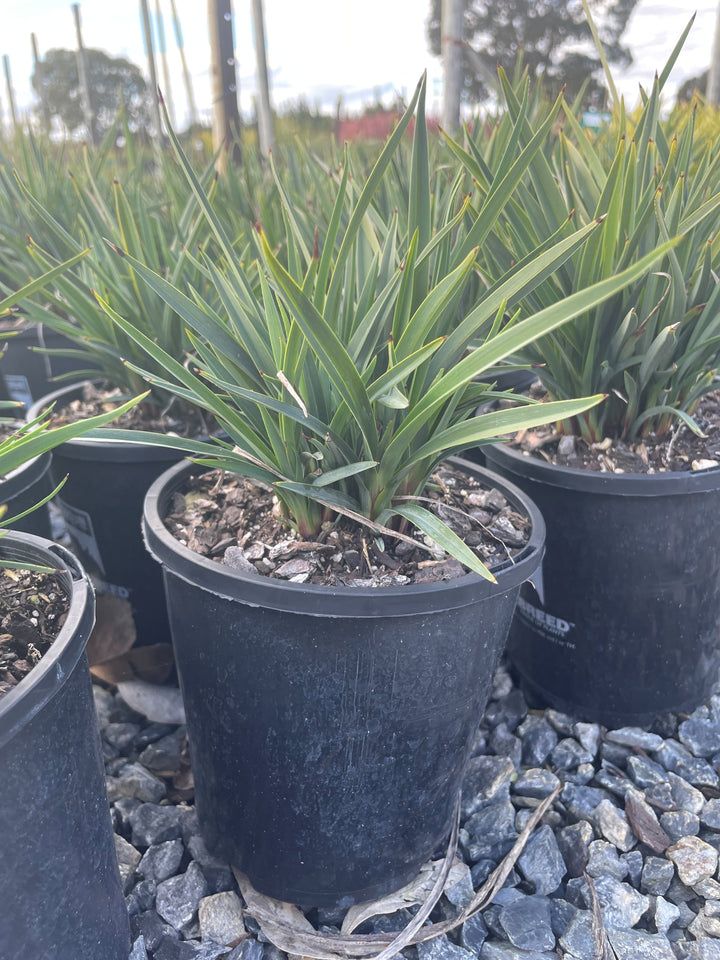 Dianella Revoluta 'Revelation'