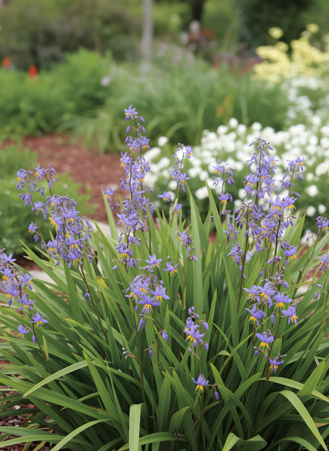 Dianella Revoluta 'Revelation' 140mm Pot for sale Adelaide Plant Co
