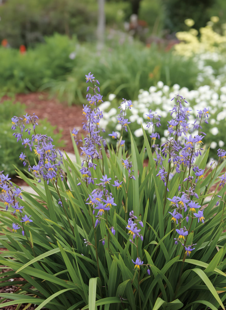Dianella Revoluta &