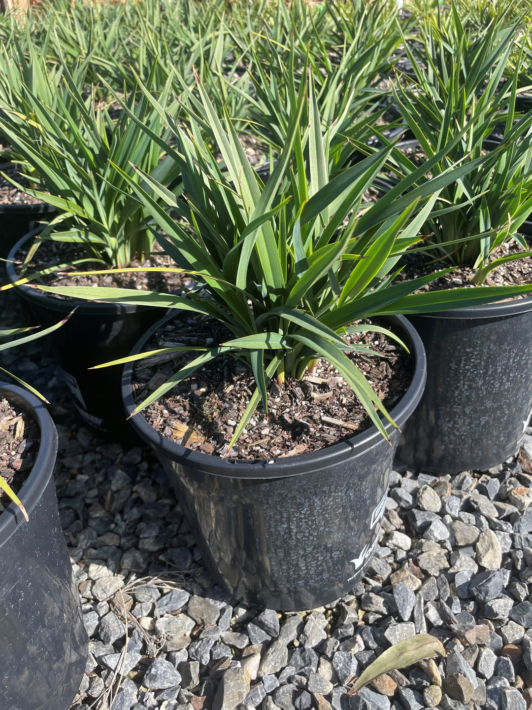Dianella Revoluta 'Revelation'