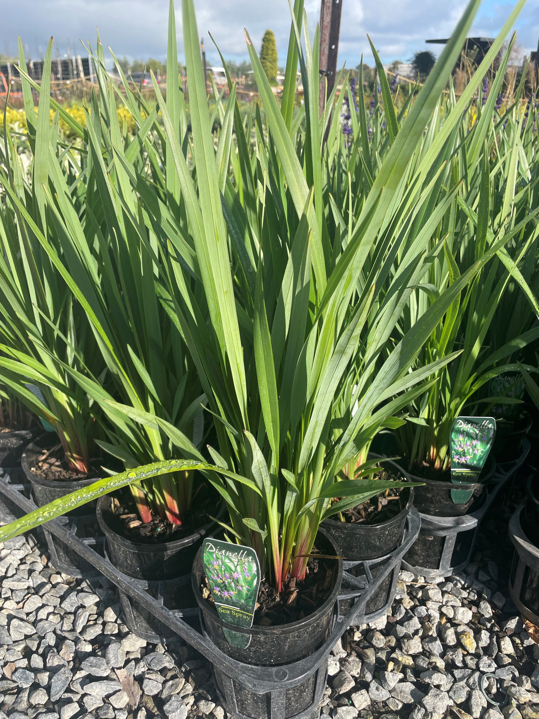 Dianella revoluta &