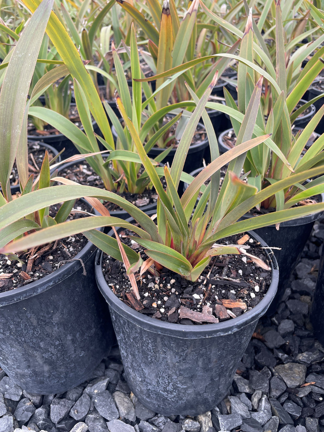 Dianella Tasmanica 'Blaze'