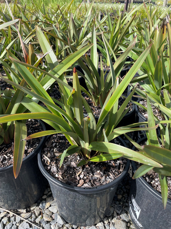 Dianella Tasmanica &
