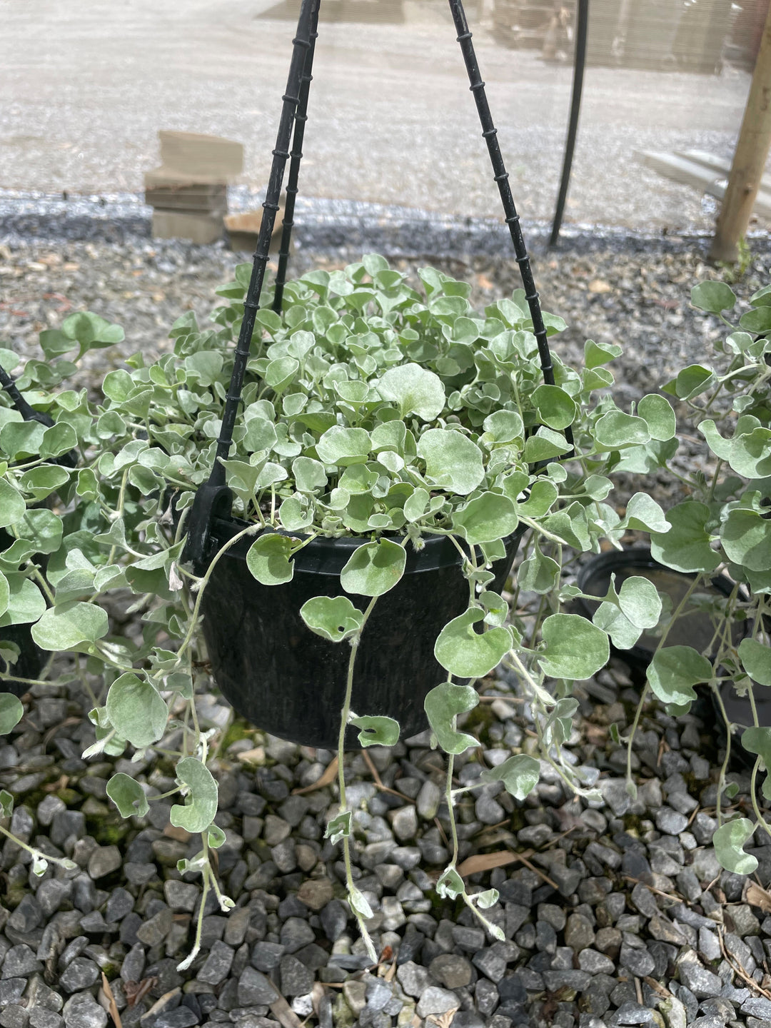 Dichondra Argentea &