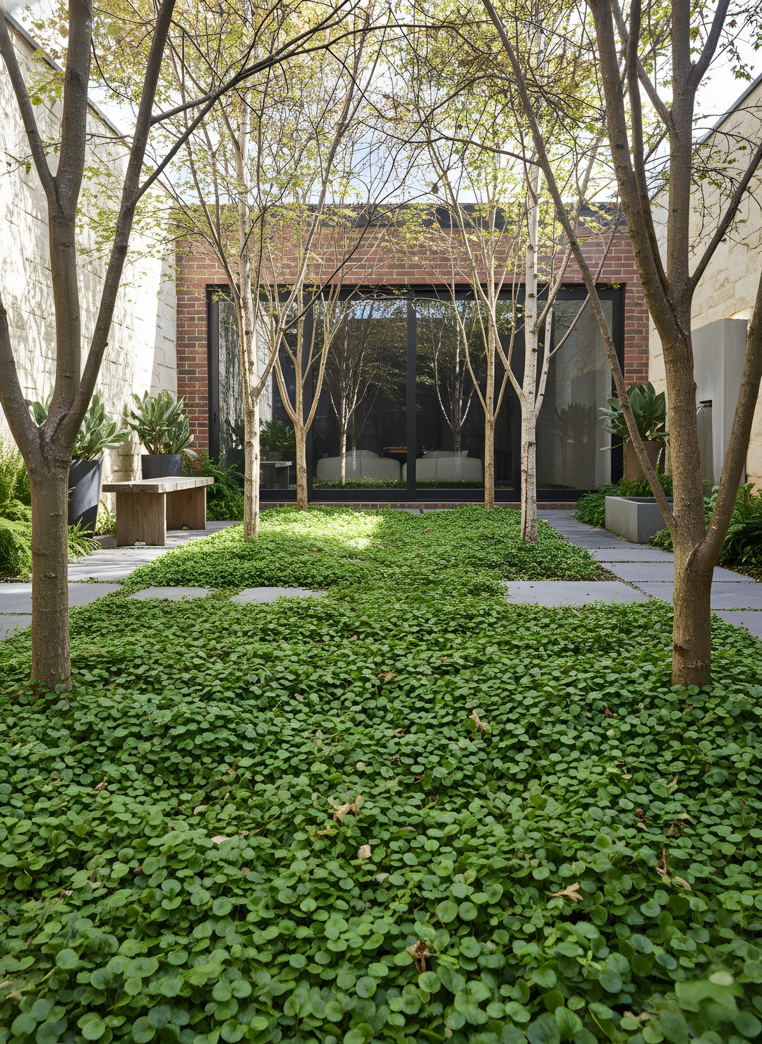 Dichondra Repens for sale Adelaide Plant Co