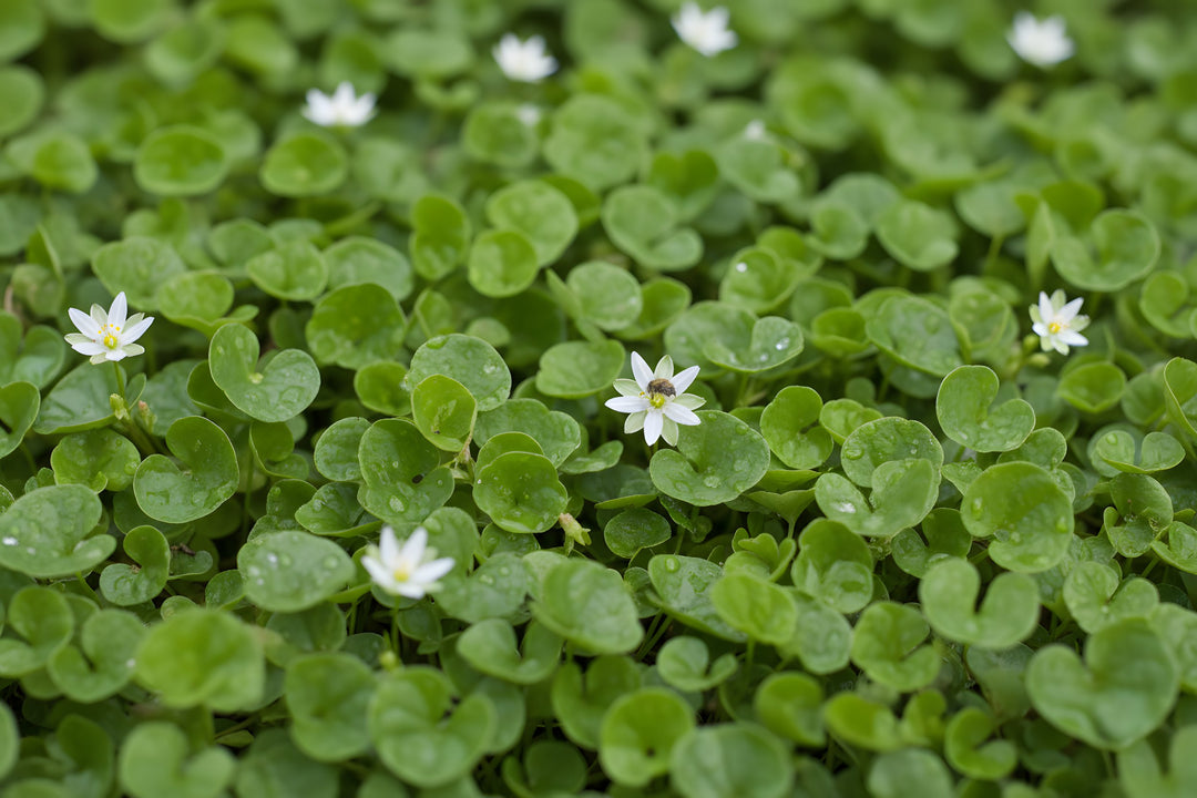 Dichondra Repens for sale Adelaide Plant Co