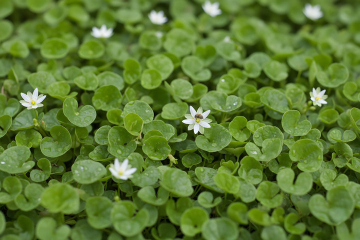 Dichondra Repens for sale Adelaide Plant Co