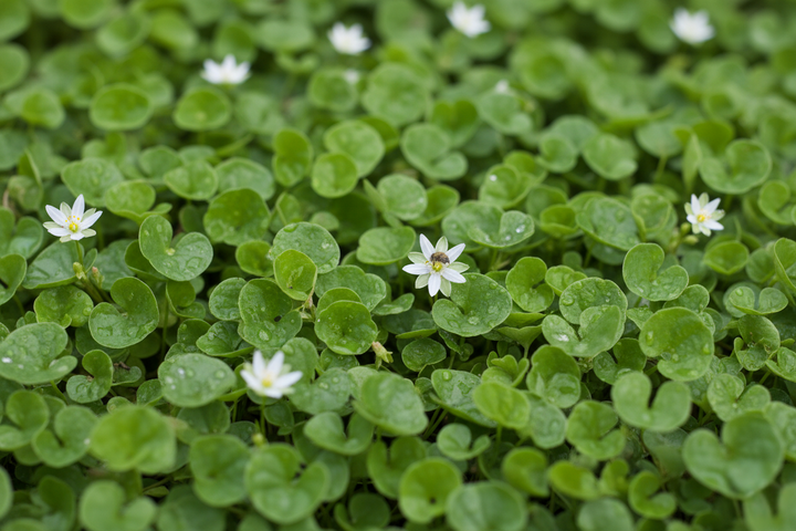 Dichondra Repens