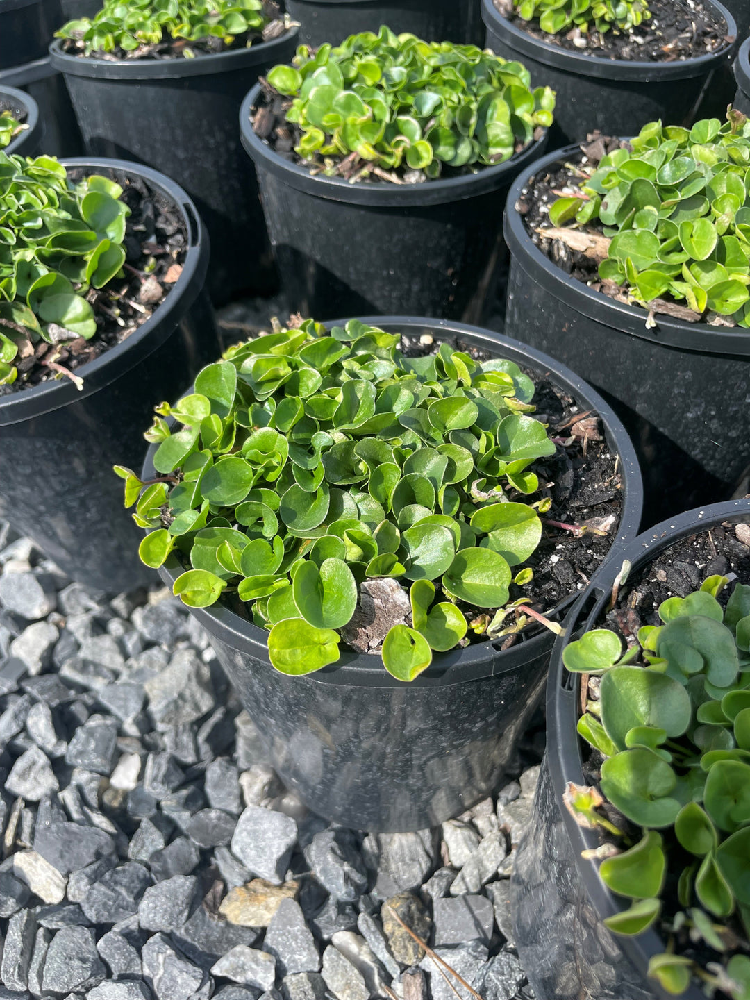 Dichondra Repens