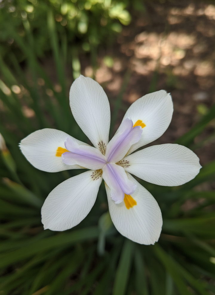 Dietes Grandiflora