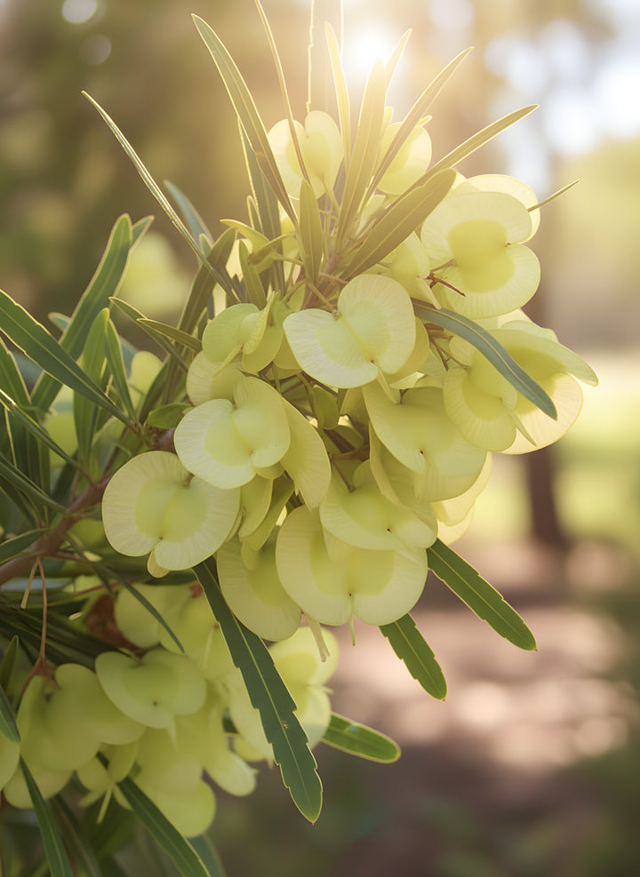 Dodonaea Viscosa &